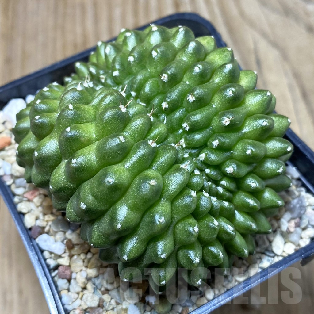 SH986 Gymnocalycium mihanovichii f. cristata