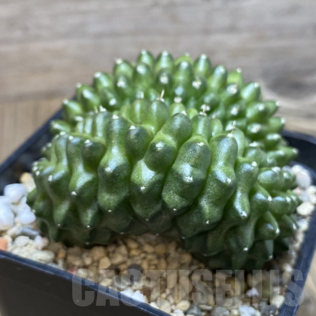 SH986 Gymnocalycium mihanovichii f. cristata - Image 2