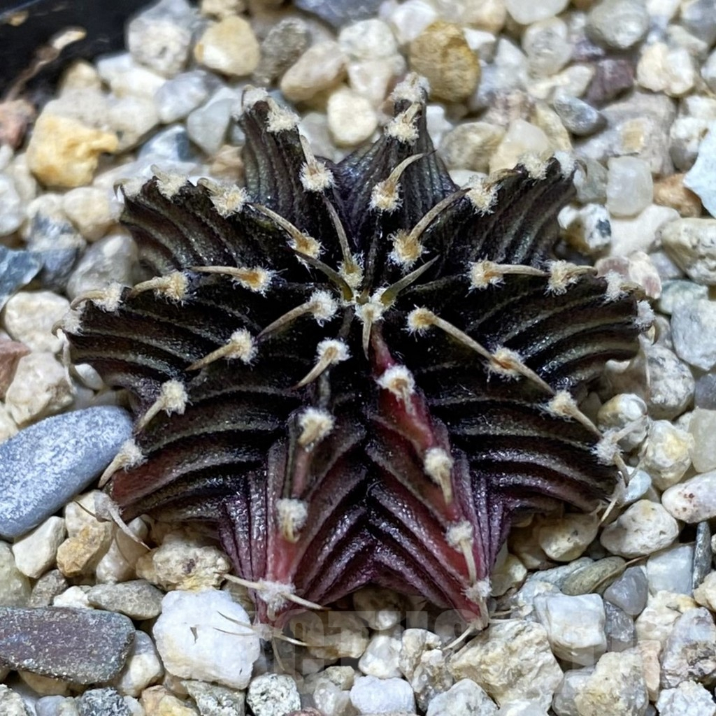 SH1213 Gymnocalycium friedrichii LB f. variegata, seedling