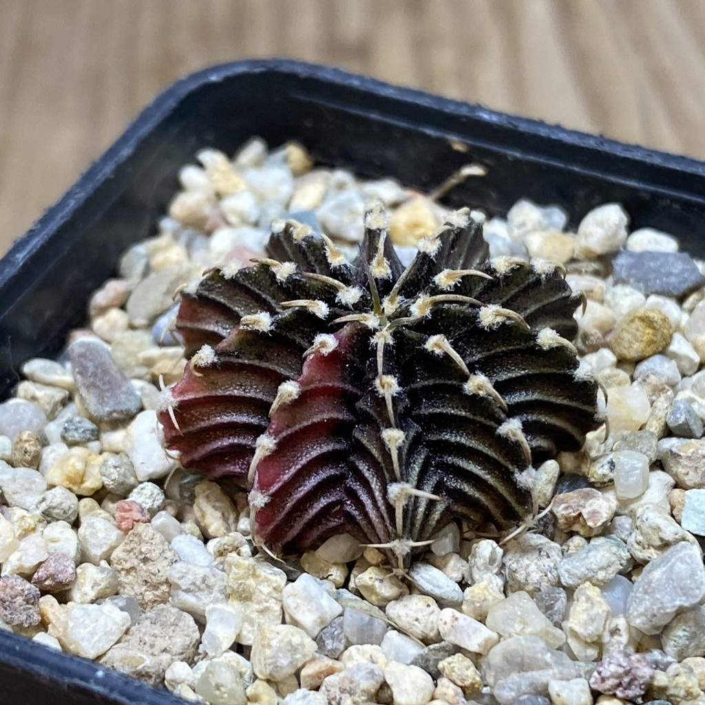 SH1213 Gymnocalycium friedrichii LB f. variegata, seedling - Зображення 2