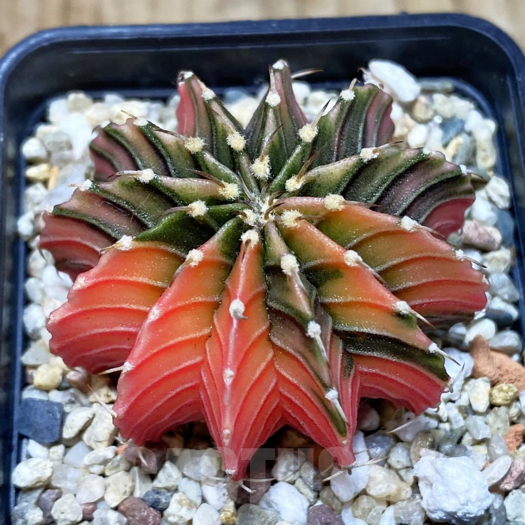 SH1214 Gymnocalycium friedrichii LB f. variegata, seedling