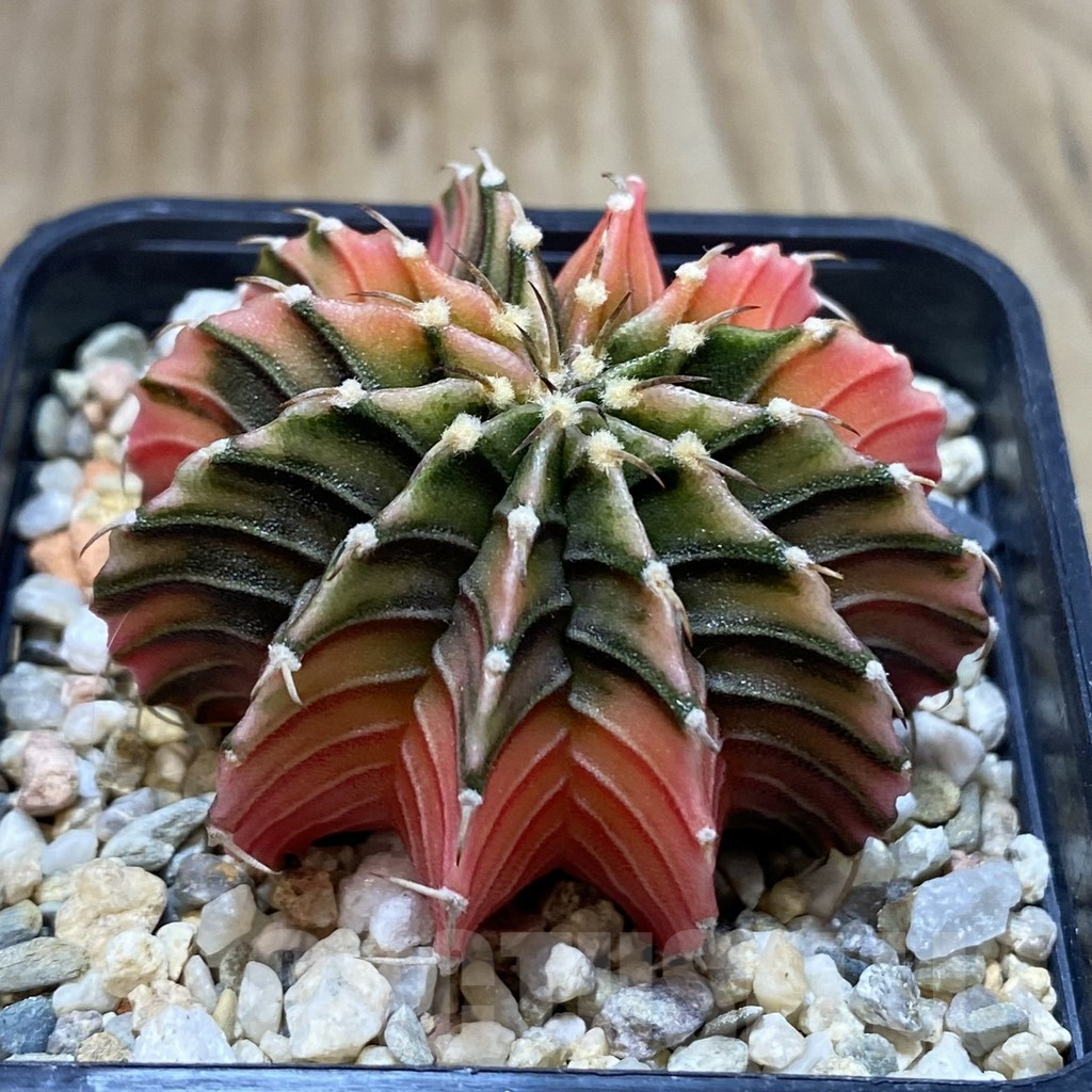 SH1214 Gymnocalycium friedrichii LB f. variegata, seedling - Image 2