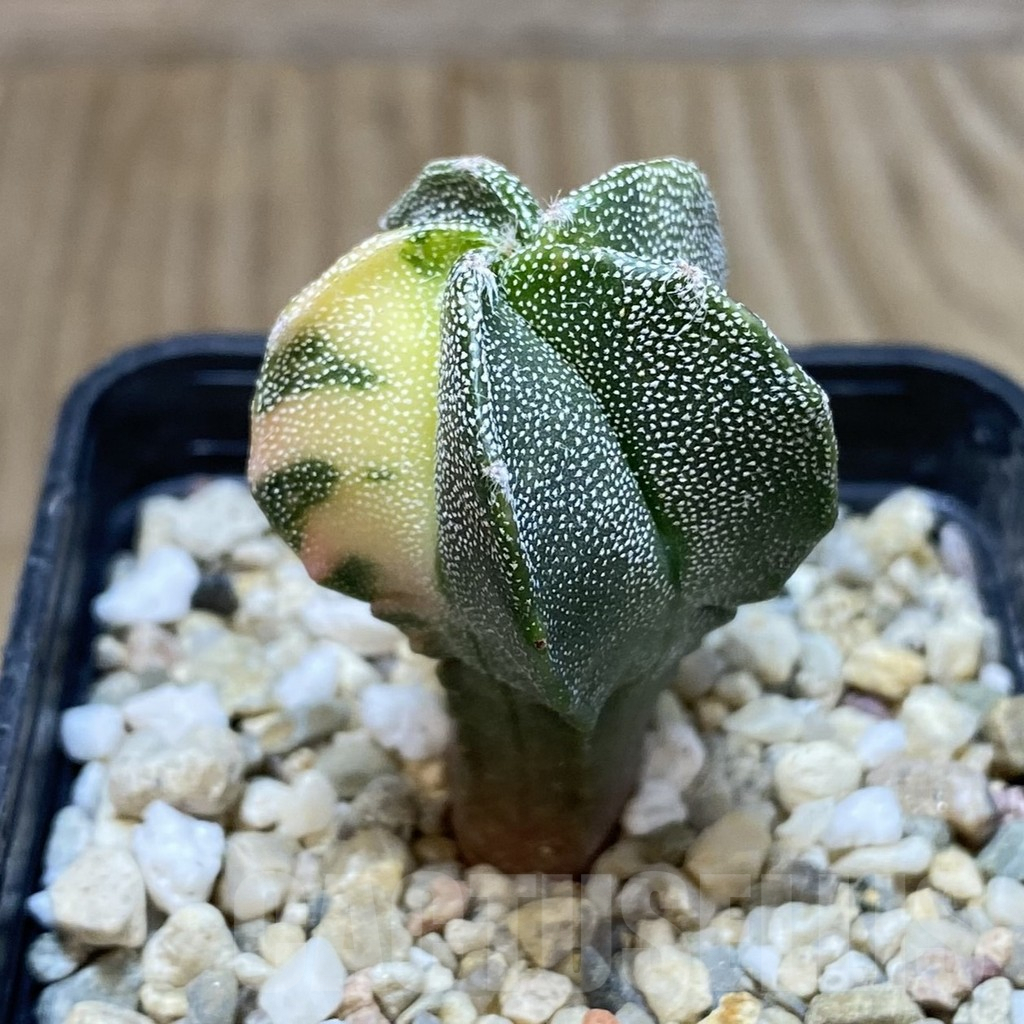 SH1217 Astrophytum myriostigma f. variegata - Image 2