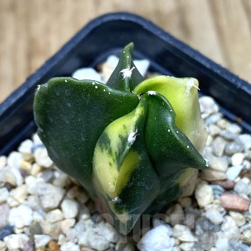 SH1218 Astrophytum myriostigma f. variegata