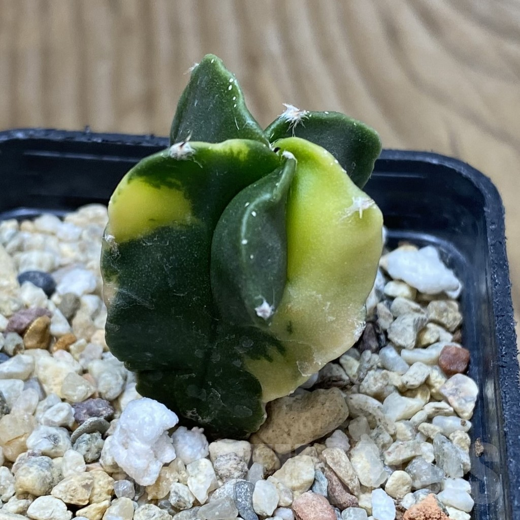 SH1218 Astrophytum myriostigma f. variegata - Obrázek 2