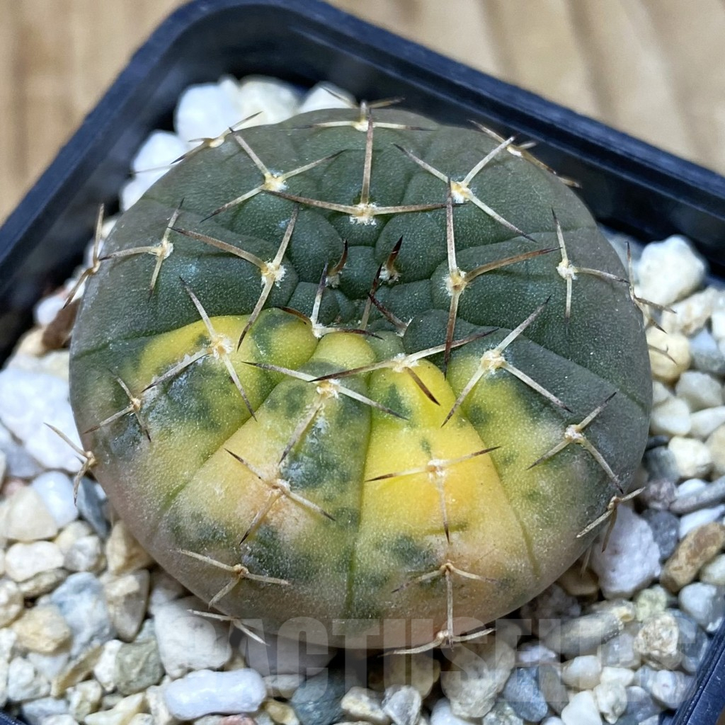 SH1240 Gymnocalycium stellatum f. variegata, seedling