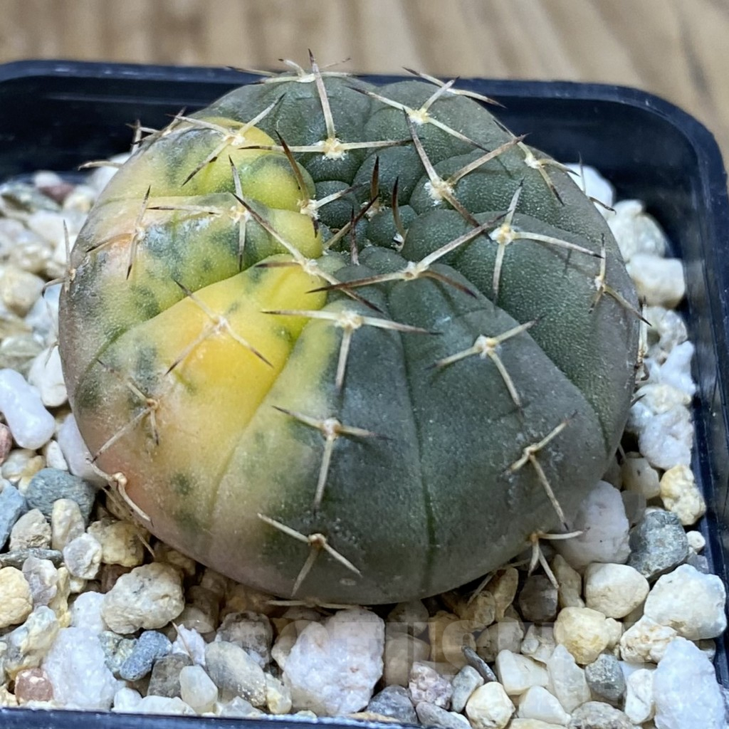 SH1240 Gymnocalycium stellatum f. variegata, seedling – Bild 2