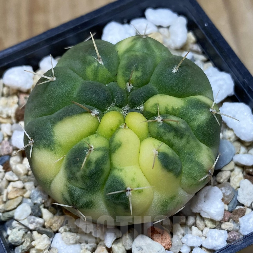 SH1241 Gymnocalycium stellatum f. variegata, seedling