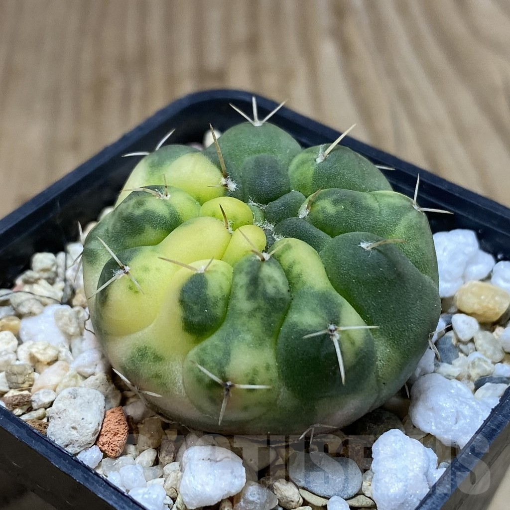 SH1241 Gymnocalycium stellatum f. variegata, seedling - Imagen 2