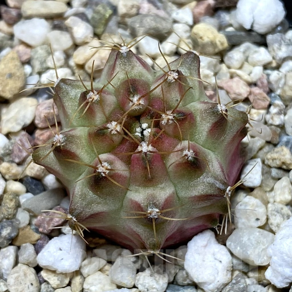 SH1242 Gymnocalycium mihanovichii ‘Neon’