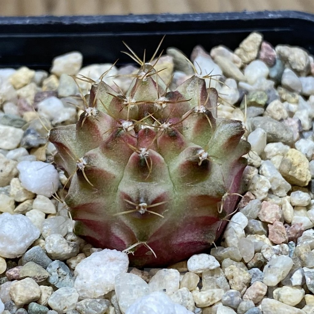 SH1242 Gymnocalycium mihanovichii ‘Neon’ - Image 2