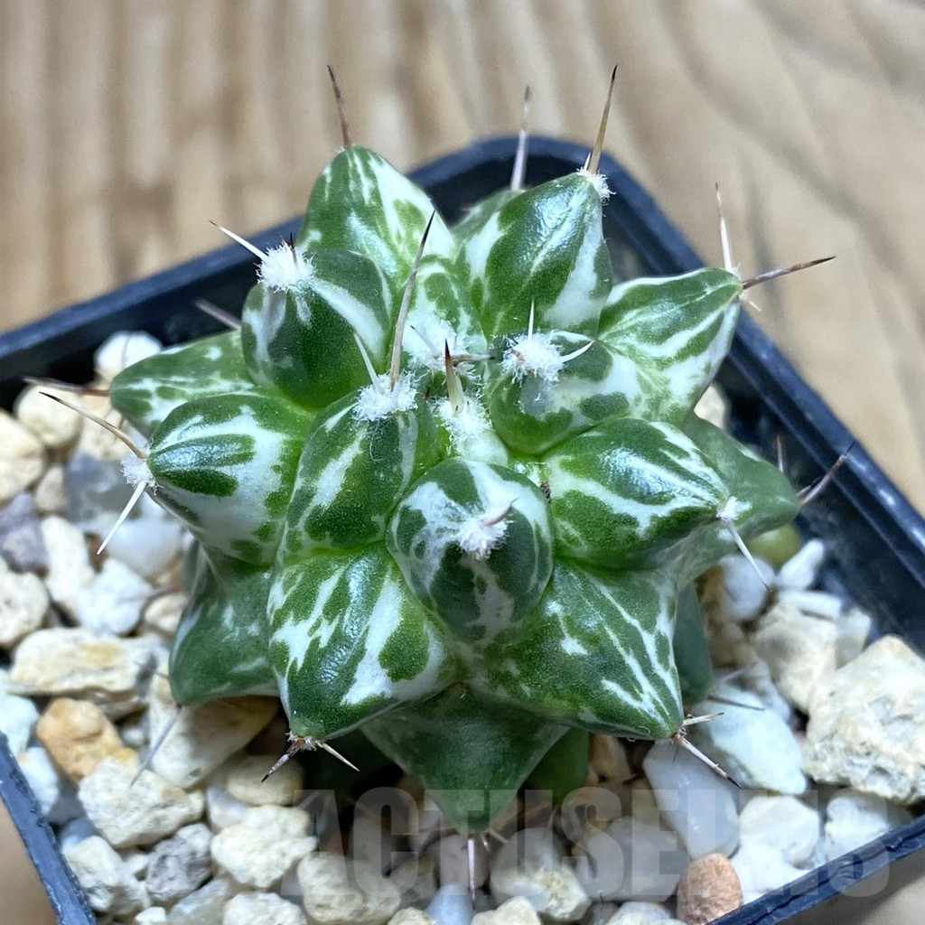 SH2869 Mammillaria compressa ‘Hakuryu Cream Nishiki’