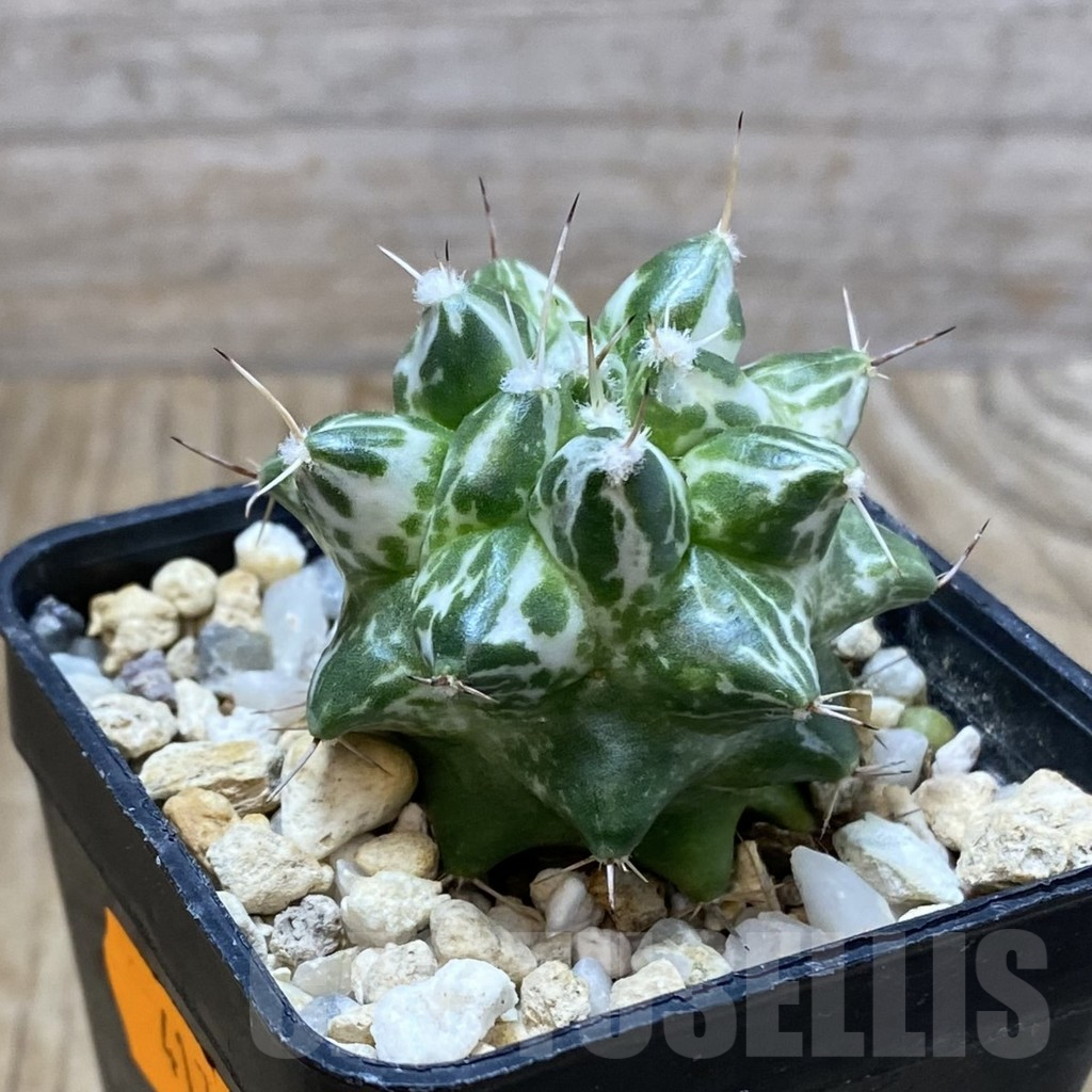 SH2869 Mammillaria compressa ‘Hakuryu Cream Nishiki’ - immagine 2