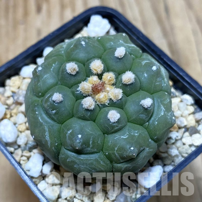 SH2976 Astrophytum asterias ‘Kikko’