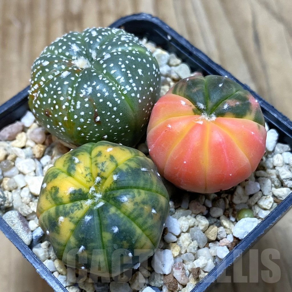 SH2883 Astrophytum asterias ‘Red Purple Skin’ mix, 3 plants
