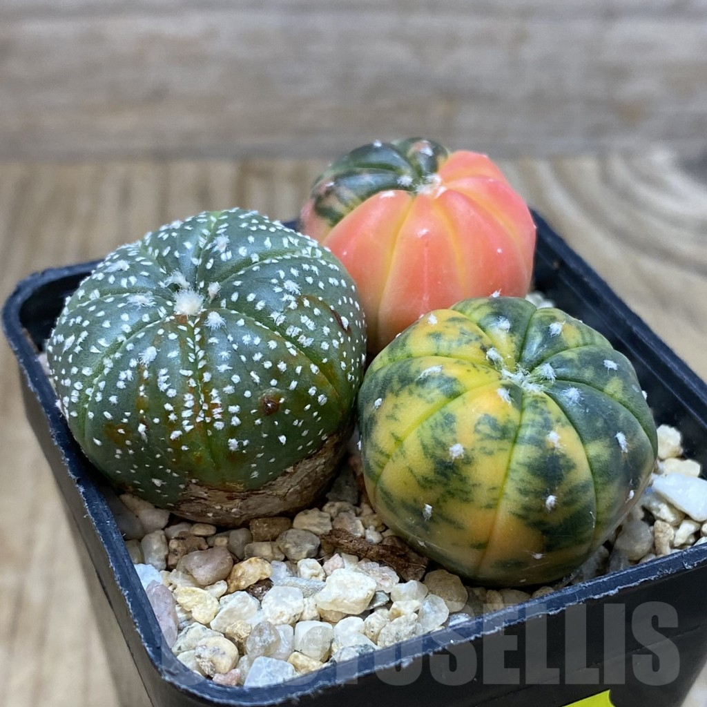 SH2883 Astrophytum asterias ‘Red Purple Skin’ mix, 3 plants - Зображення 2