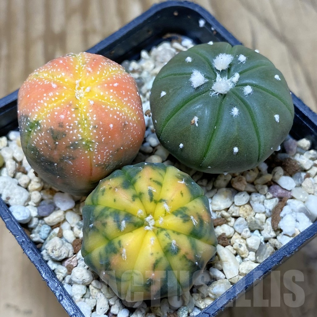 SH3033 Astrophytum asterias ‘Red Purple Skin’ mix, 3 plants