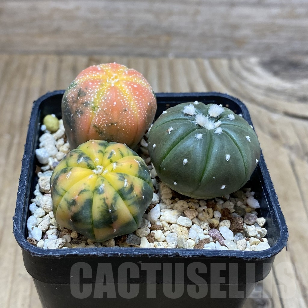 SH3033 Astrophytum asterias ‘Red Purple Skin’ mix, 3 plants - Image 2
