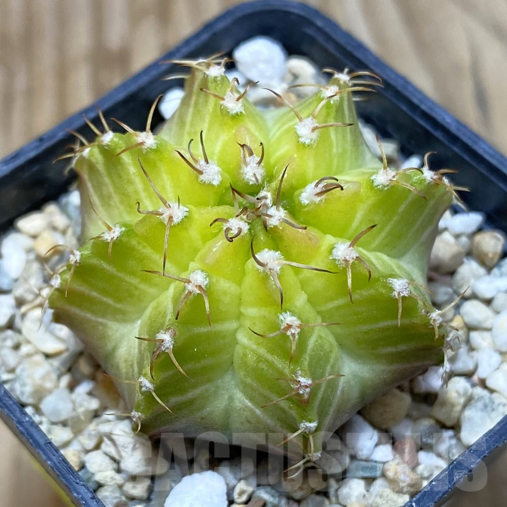 SH3015 Gymnocalycium mihanovichii ‘Neon’ hybrid