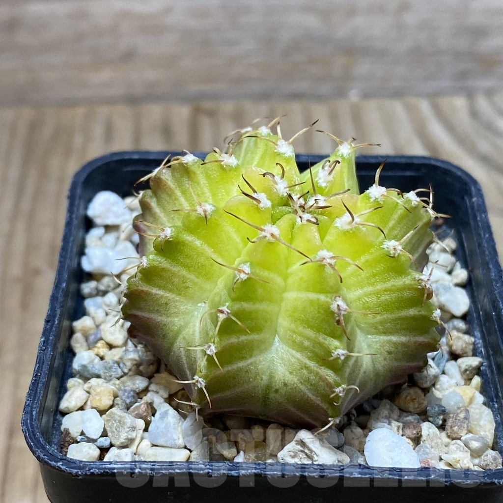 SH3015 Gymnocalycium mihanovichii ‘Neon’ hybrid - Obrázek 2