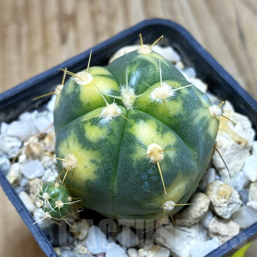 SH3219 Gymnocalycium horstii f. variegata
