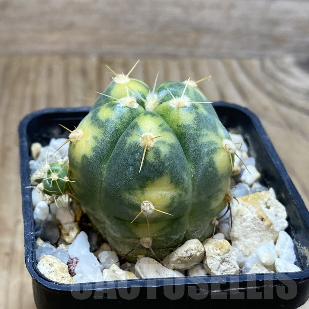 SH3219 Gymnocalycium horstii f. variegata - immagine 2