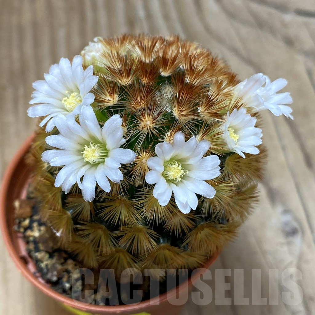 SH3465 Mammillaria carmenae f. rubrispina hybrid