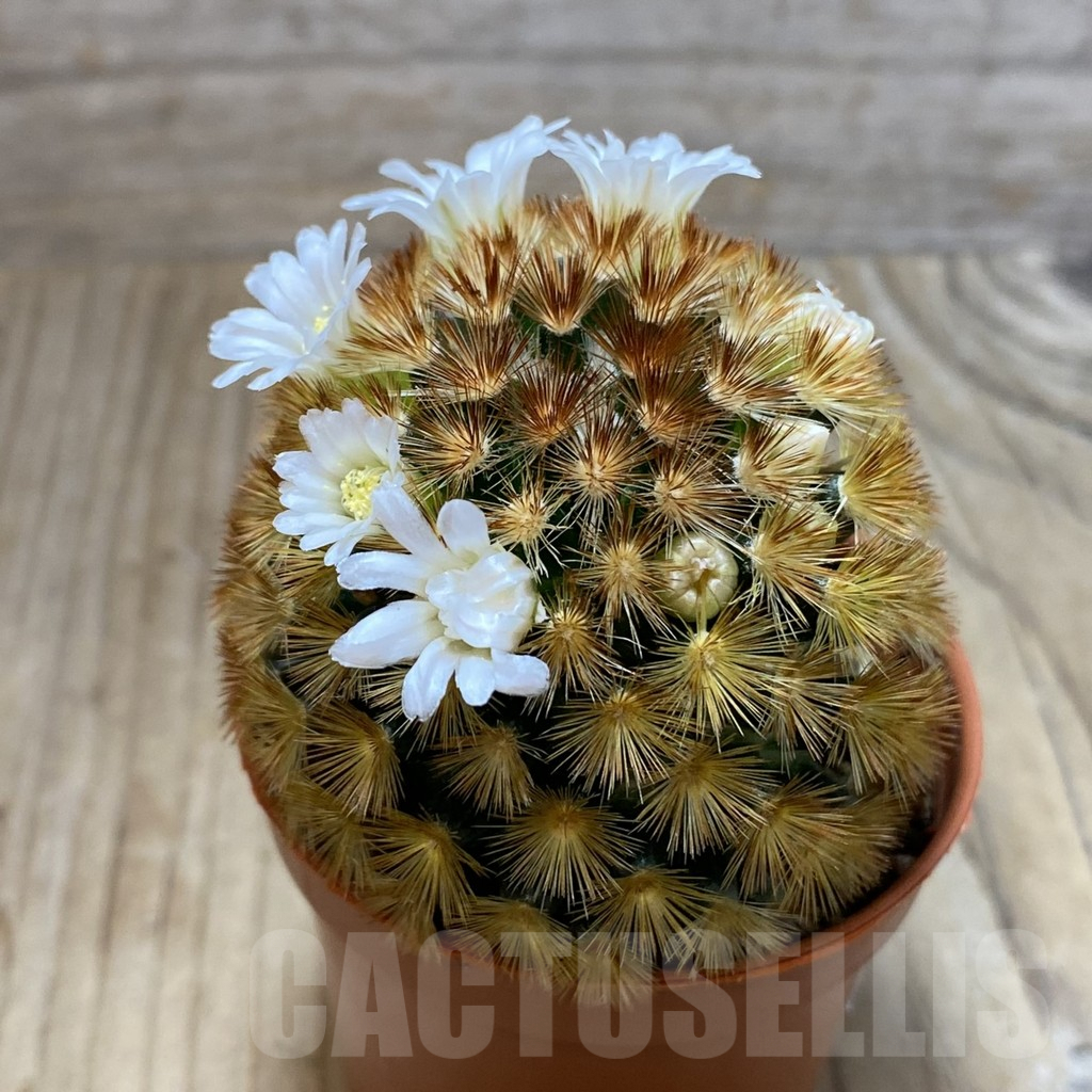 SH3465 Mammillaria carmenae f. rubrispina hybrid - Image 2