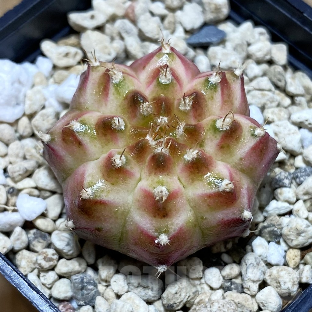 SH3911 Gymnocalycium mihanovichii ‘Neon’ hybrid, seedling