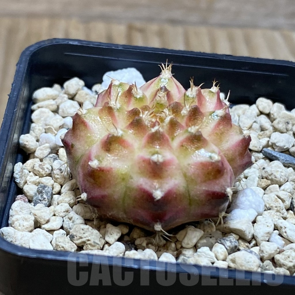 SH3911 Gymnocalycium mihanovichii ‘Neon’ hybrid, seedling - Obrázek 2