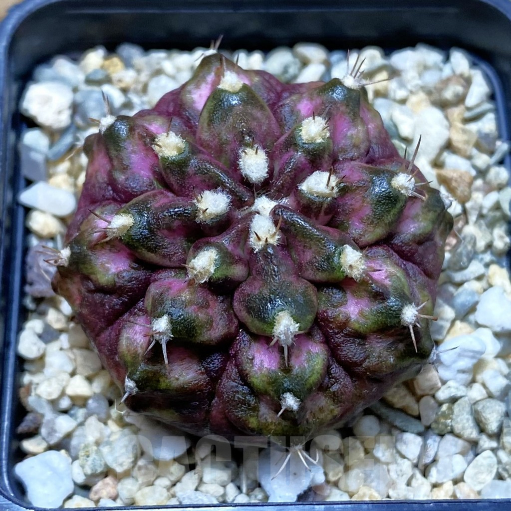 SH3913 Gymnocalycium mihanovichii T-rex hybrid, seedling