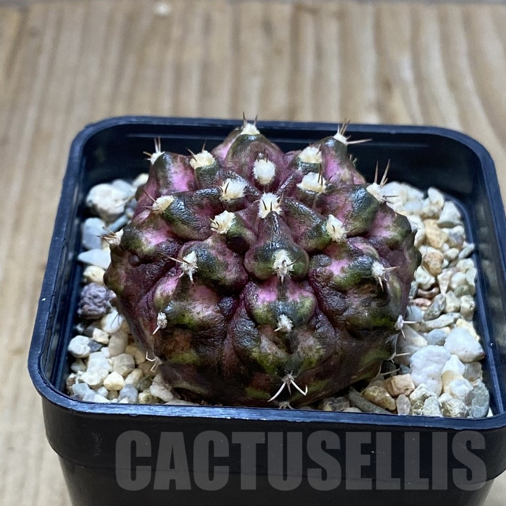 SH3913 Gymnocalycium mihanovichii T-rex hybrid, seedling - immagine 2