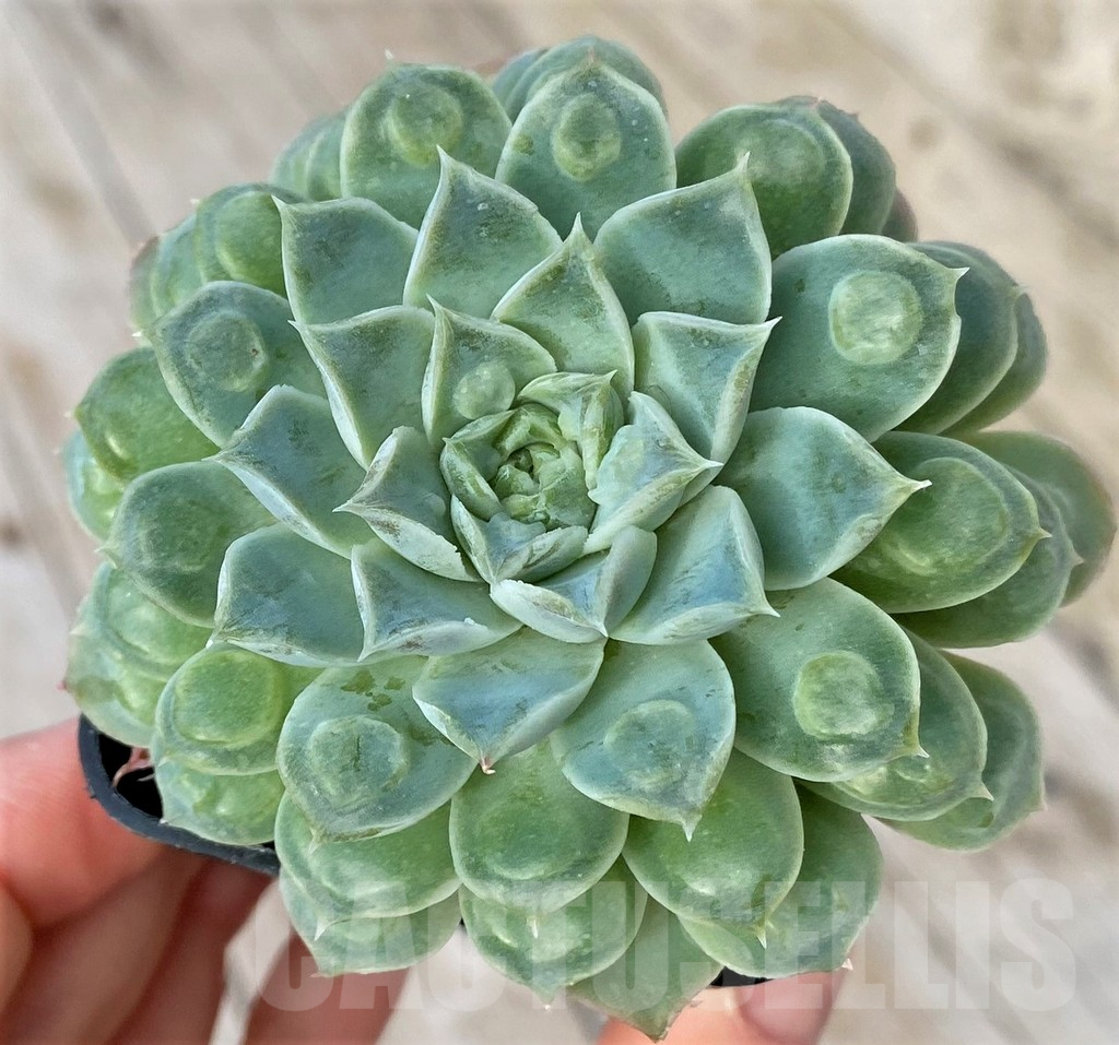 SHPR41152 Echeveria 'Mexico Tears' with bumps - Image 2