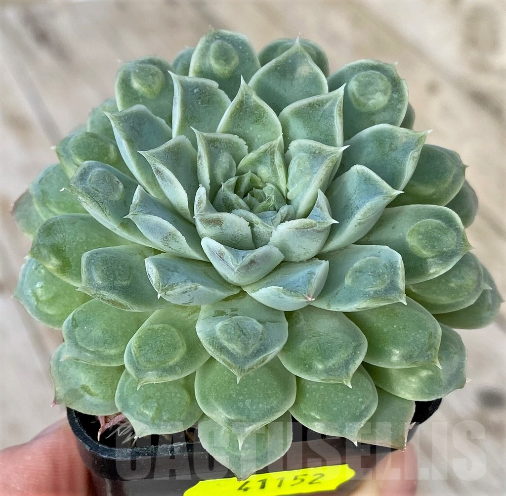 SHPR41152 Echeveria 'Mexico Tears' with bumps