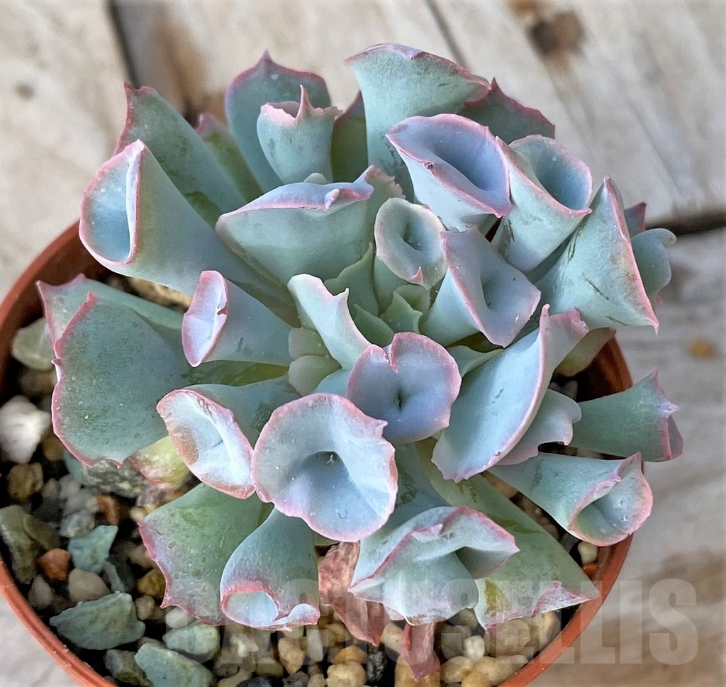 SHPR41153 Echeveria 'Trumpet Pinky' - Image 2