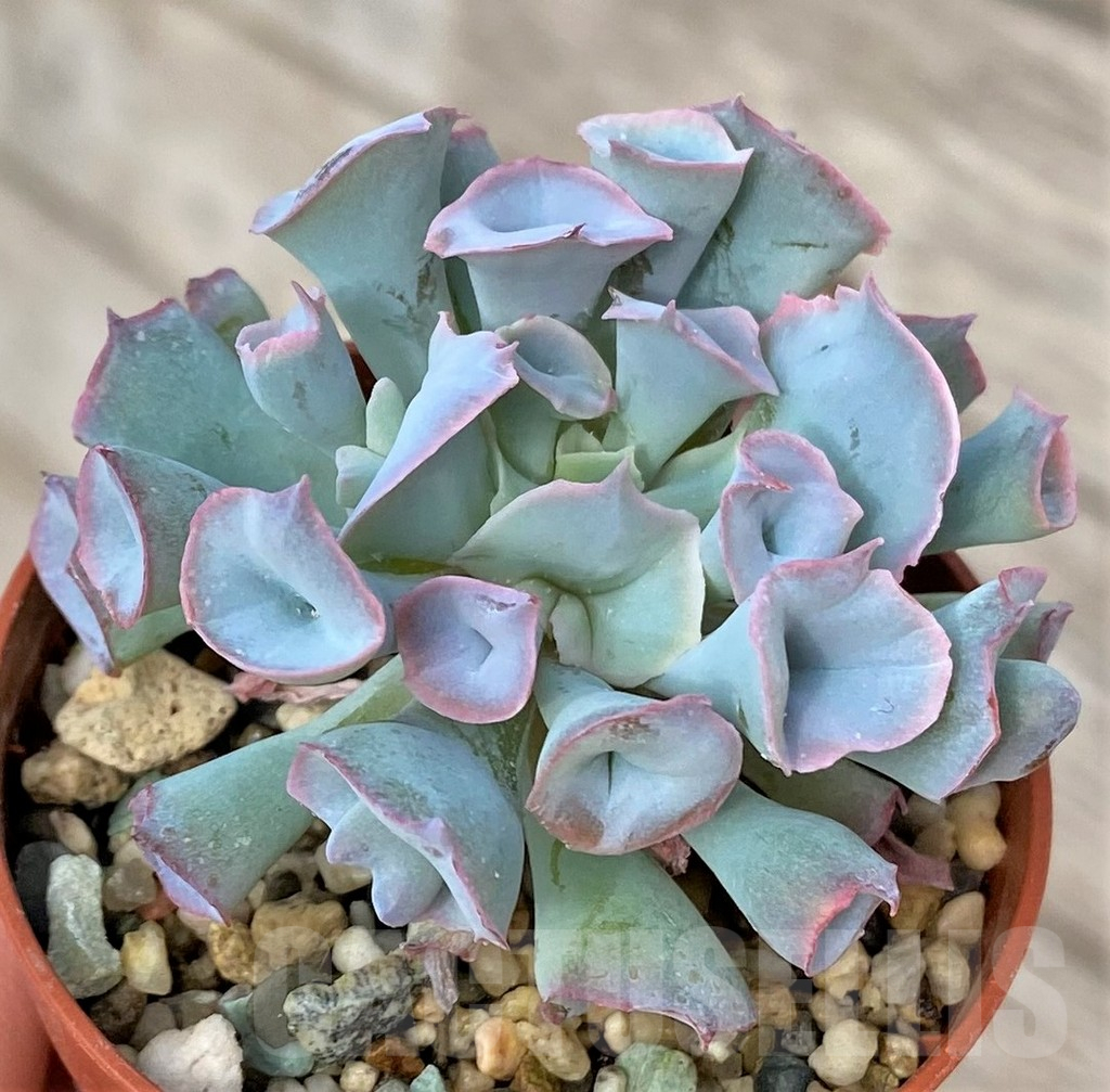 SHPR41153 Echeveria 'Trumpet Pinky'