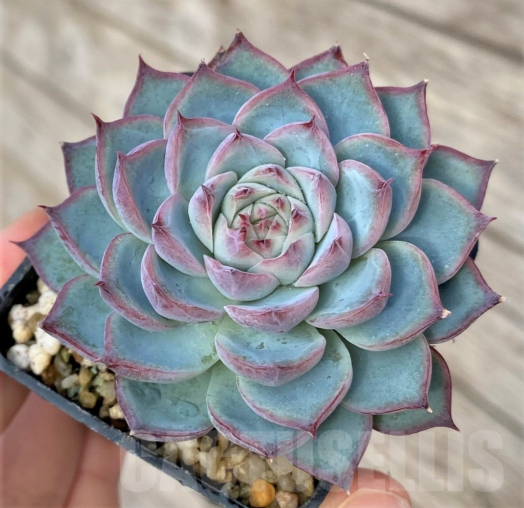 SHPR41154 Echeveria ‘Apus’ hybrid - Зображення 2