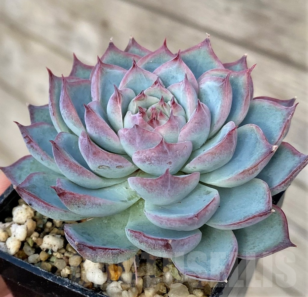 SHPR41154 Echeveria ‘Apus’ hybrid