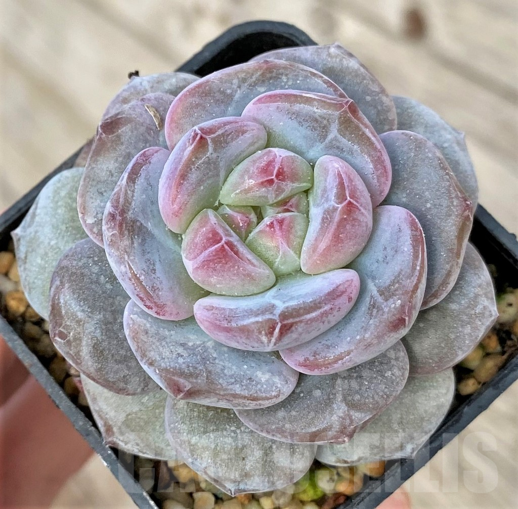SHPR41155 Echeveria 'Monroe'