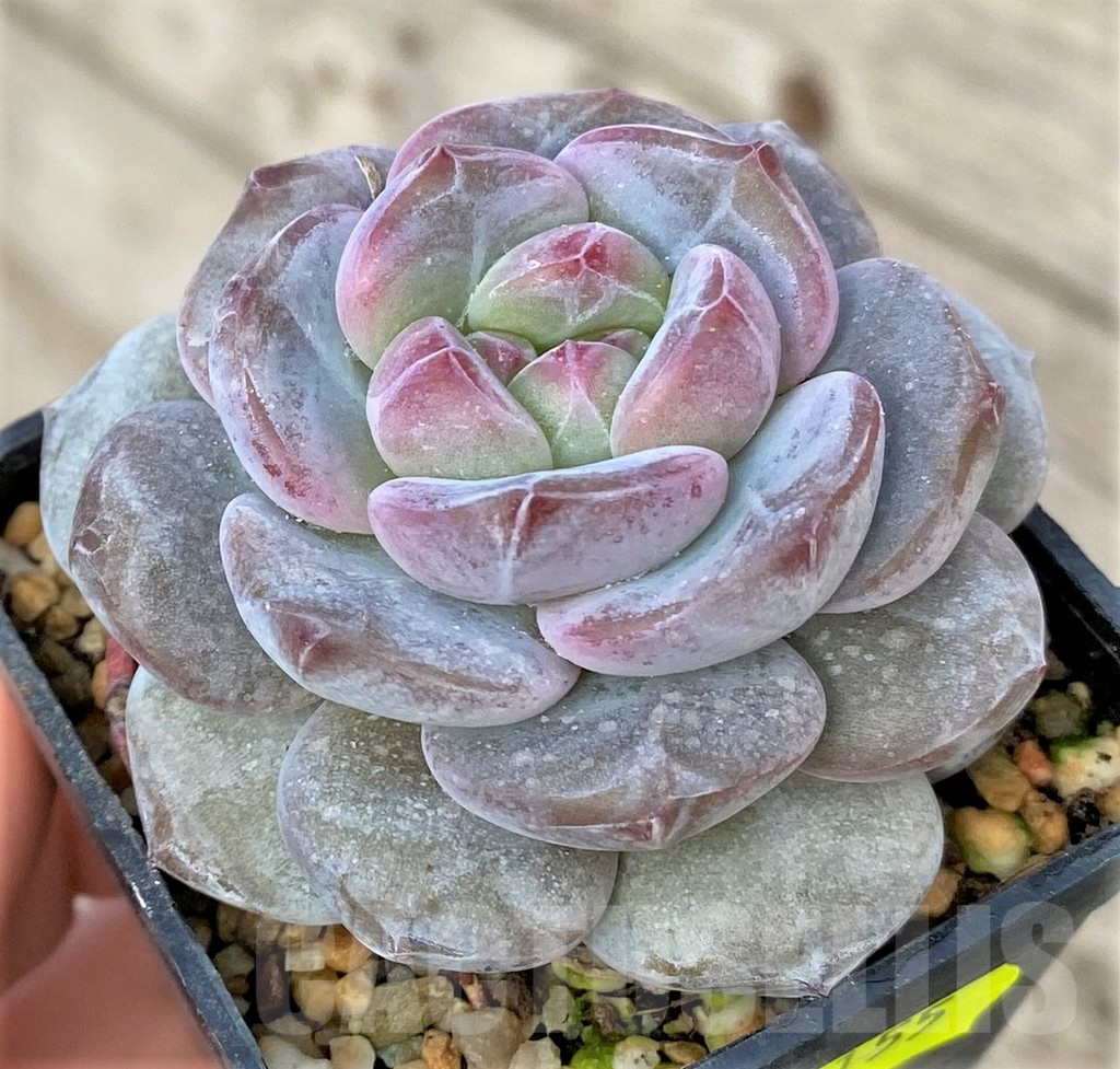 SHPR41155 Echeveria 'Monroe' – Image 2