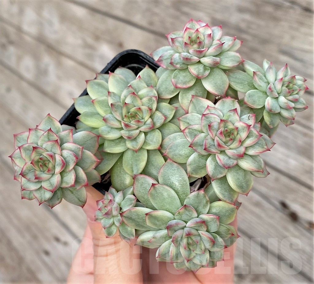 SHPR41157 Echeveria ‘Mebina’ f. variegata, yellow color