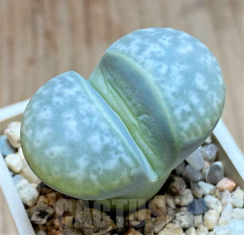 SHPR41055 Lithops marmorata v. elisae C251