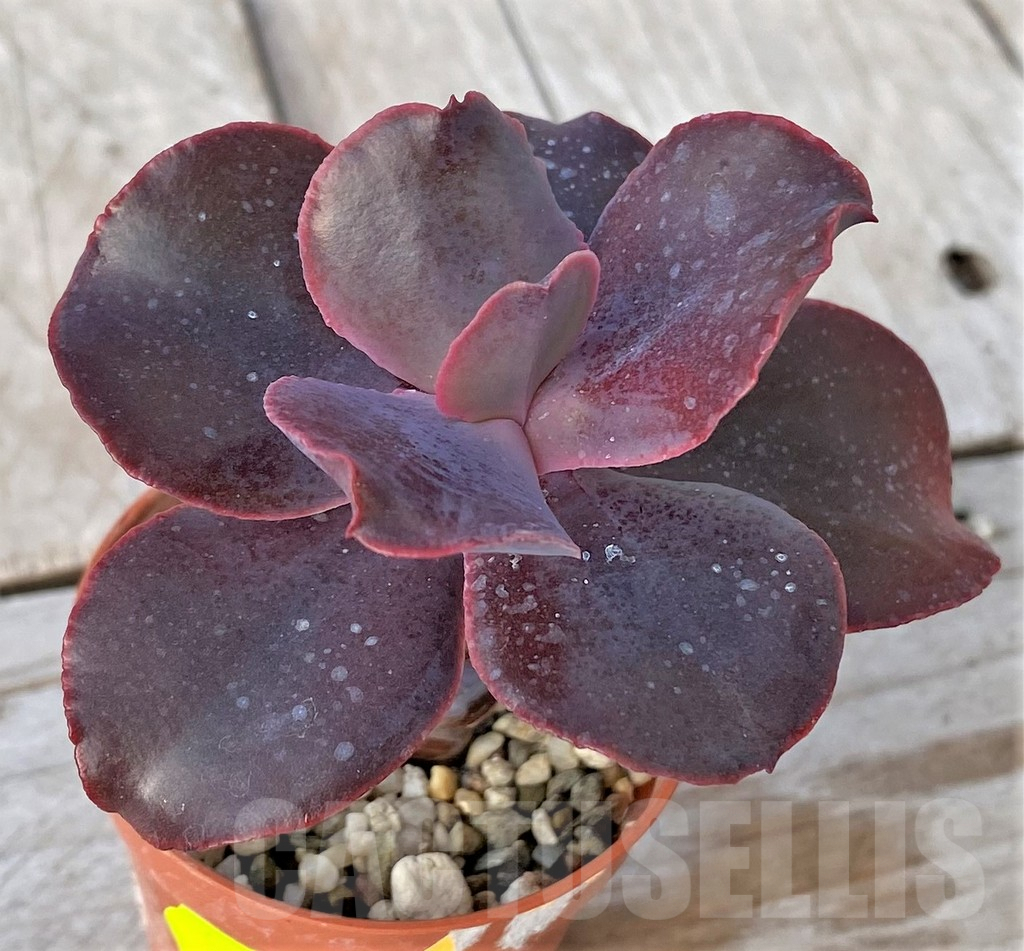 SHPR41158 Echeveria ‘Mahogany Rose’