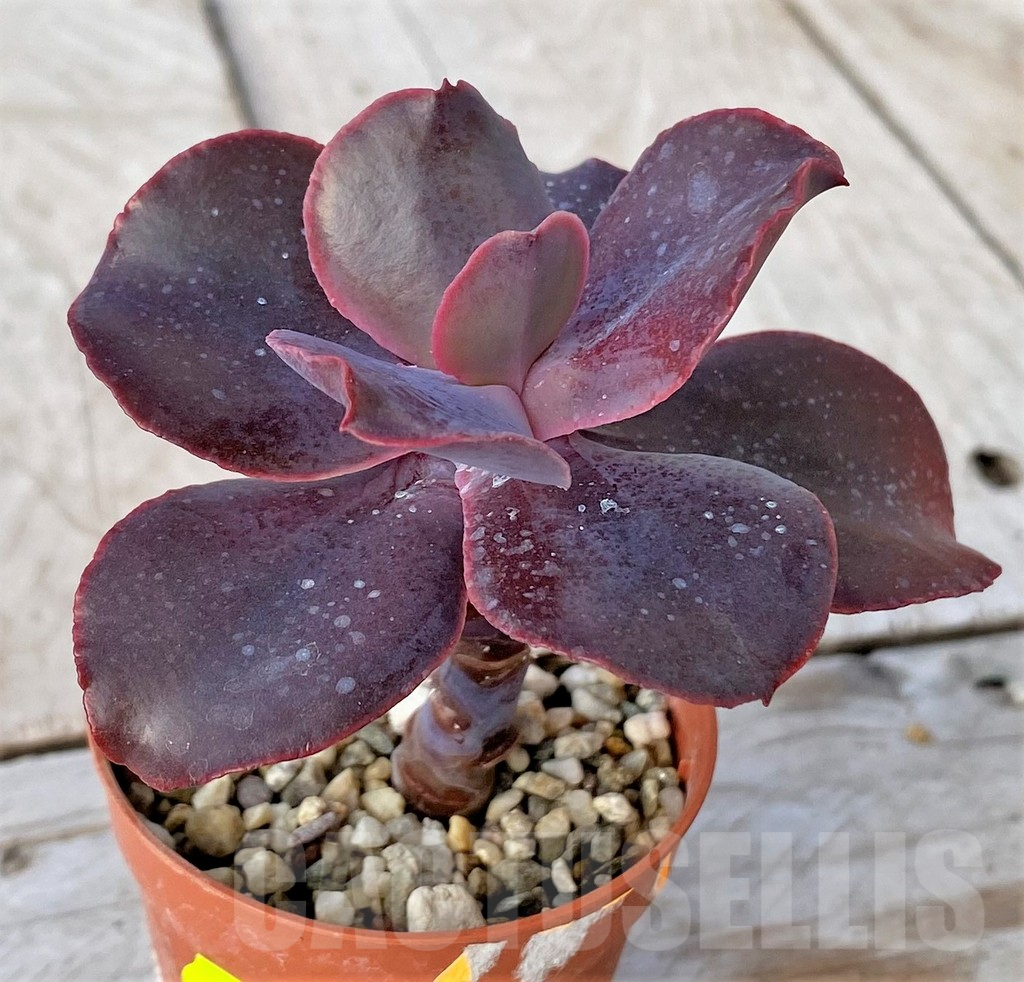 SHPR41158 Echeveria ‘Mahogany Rose’ - Imagen 2