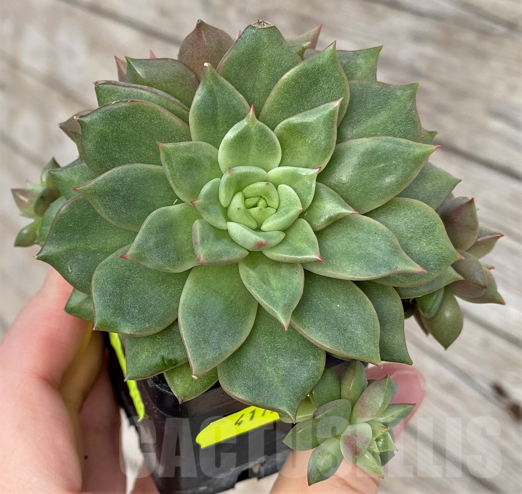 SHPR41159 Echeveria hybrid - Imagen 2