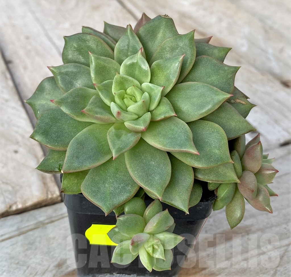 SHPR41159 Echeveria hybrid