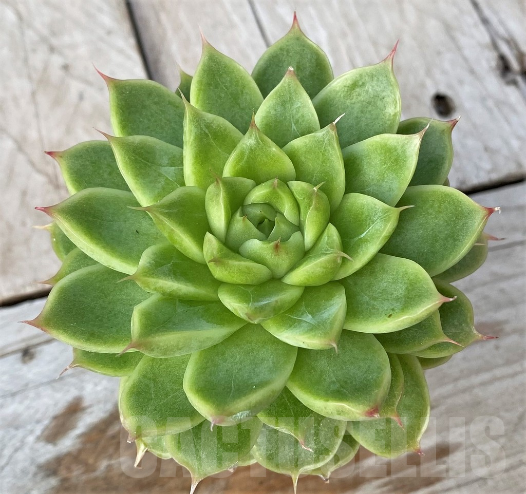 SHPR41160 Echeveria hybrid - Imagen 2