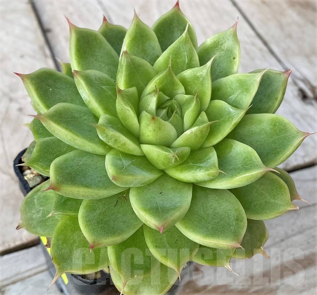 SHPR41160 Echeveria hybrid