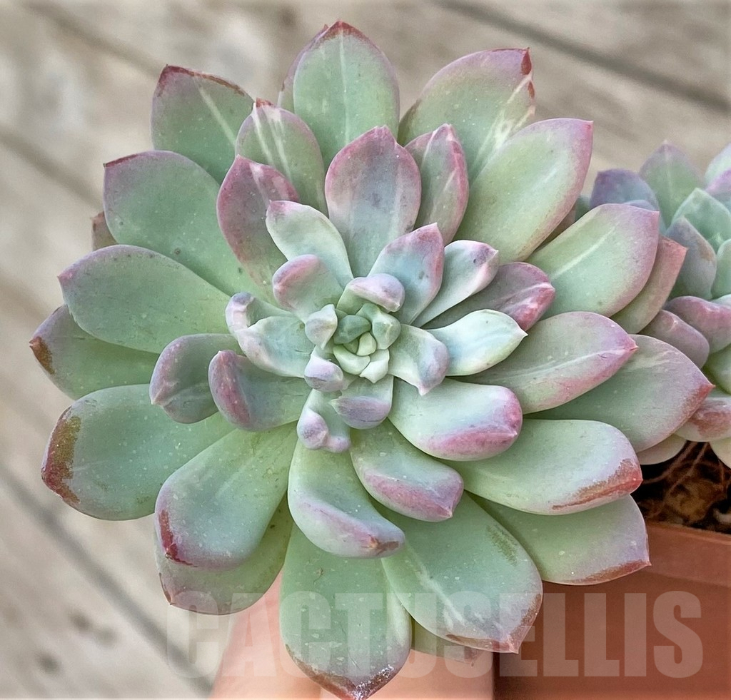SHPR41161 Echeveria sp. f. variegata