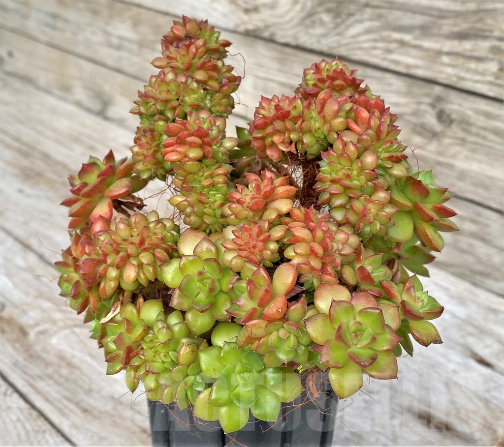 SHPR41162 Echeveria 'Letizia' f. cristata - immagine 2